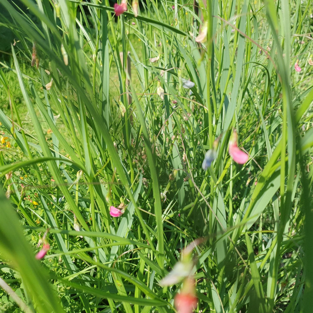 Grass Vetchling - 1.5g - Goren Farm Seeds