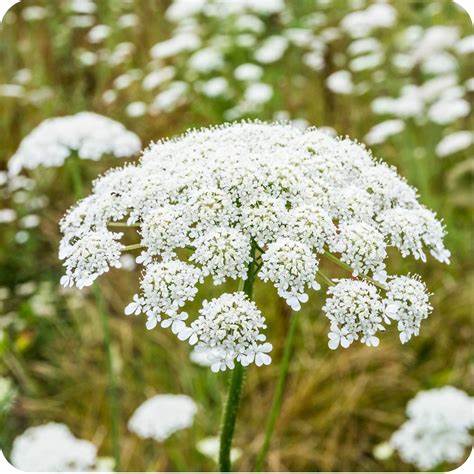 Wild Carrot (Daucus carota) Plug plants