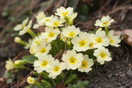 Wild Primrose ( primula Vulgaris ) plug plants