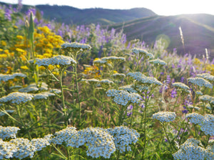 common Yarrow (Achillea millefolium) plug plants