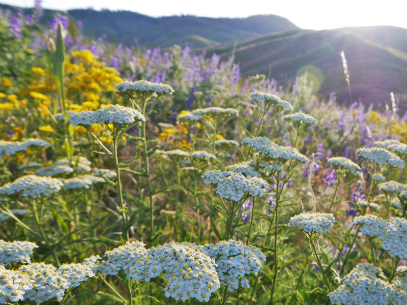 common Yarrow (Achillea millefolium) plug plants