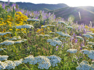 common Yarrow (Achillea millefolium) plug plants