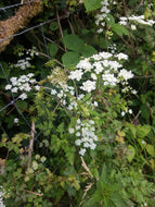 Hedge Parsley, 3g - Goren Farm Seeds