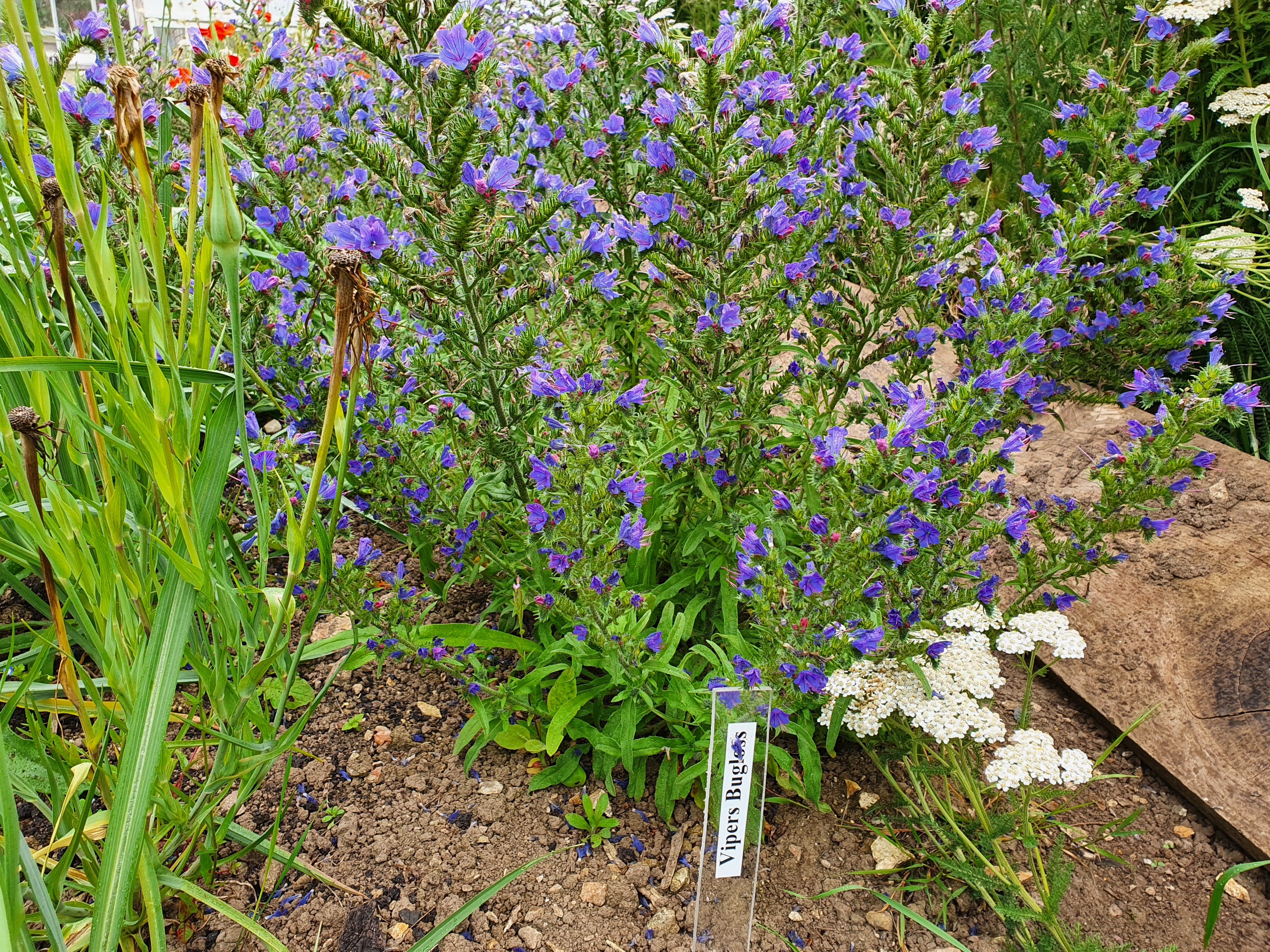 Bugloss deals