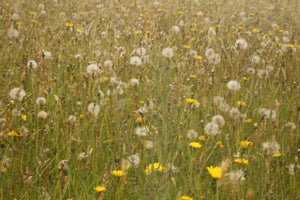 Meadow starter mix. - Goren Farm Seeds