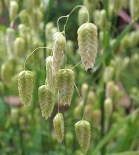 Quaking grass online